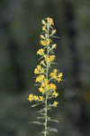 Buckley's goldenrod 